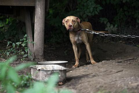 Perro Apaleado - Relato Jorge Salazar